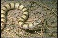 087005 Banded Sand Snake A4 Photo Print