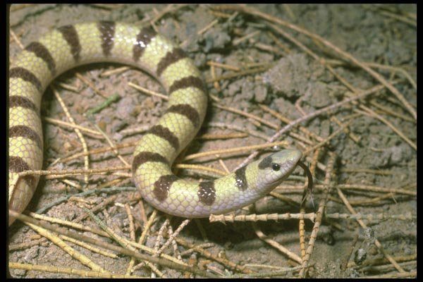 087005 Banded Sand Snake A4 Photo Print