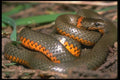 087006 Ringneck Snake A4 Photo Print