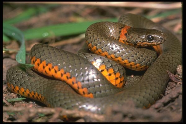 087006 Ringneck Snake A4 Photo Print