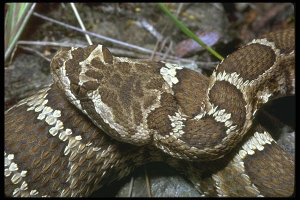 087007 Western Rattle Snake A4 Photo Print