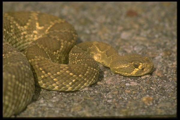 087008 Mojave Rattle Snake A4 Photo Print