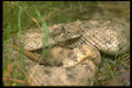 087009 Sidewinder A4 Photo Print