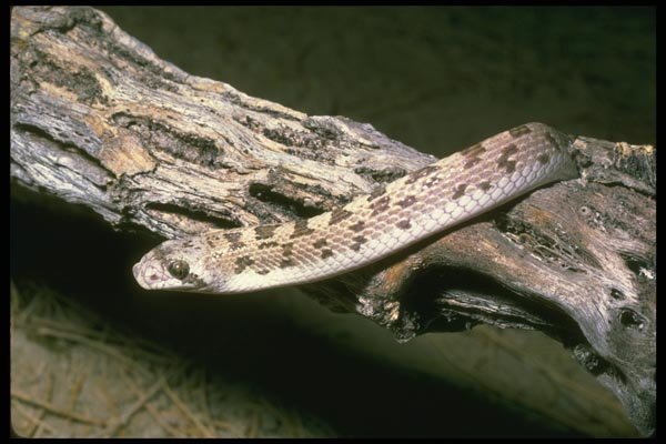 087010 Glossy Snake A4 Photo Print
