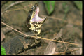 087011 Cottonmouth A4 Photo Print