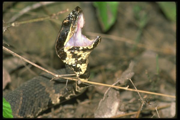 087011 Cottonmouth A4 Photo Print