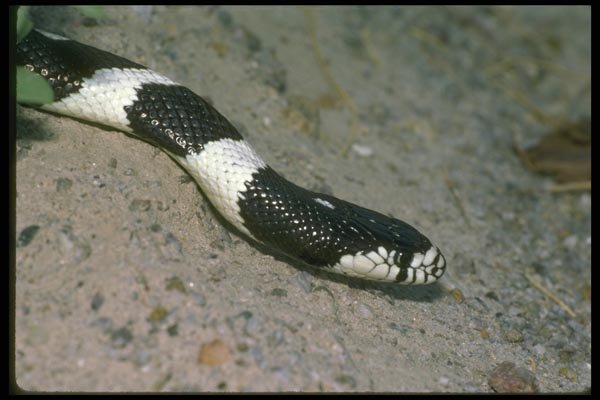 087012 Common King Snake A4 Photo Print