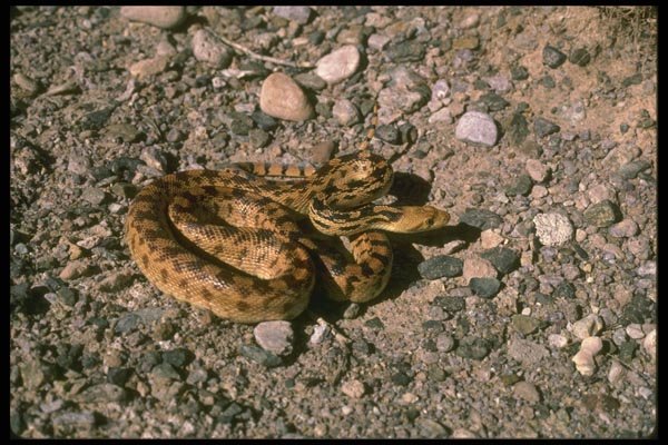 087013 Great Basin Gopher Snake A4 Photo Print