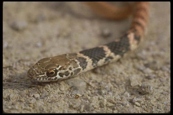 087014 Red Racer A4 Photo Print