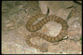 087015 Speckled Rattle Snake A4 Photo Print