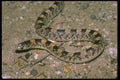 087016 Long Nosed Snake A4 Photo Print