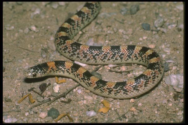 087016 Long Nosed Snake A4 Photo Print