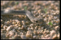 087017 Western Patch Nosed Snake A4 Photo Print