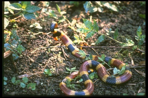 087018 Coral Snake A4 Photo Print