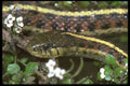087019 Coast Garter Snake A4 Photo Print