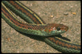 087021 San Francisco Garter Snake A4 Photo Print