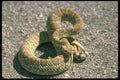 087022 Mojave Rattlesnake A4 Photo Print