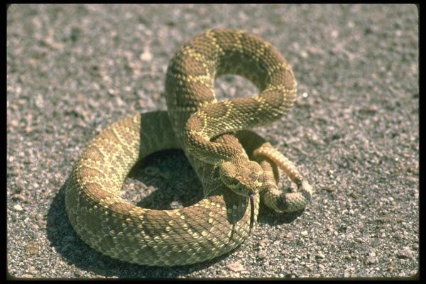087022 Mojave Rattlesnake A4 Photo Print