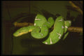 087023 Emerald Boa A4 Photo Print