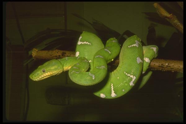 087023 Emerald Boa A4 Photo Print