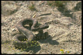 087024 Rattlesnake A4 Photo Print