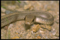 087025 Western Patch Nosed Snake A4 Photo Print