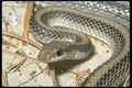 087027 Western Patch Nosed Snake A4 Photo Print