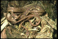 087028 Brown Vine Snake A4 Photo Print
