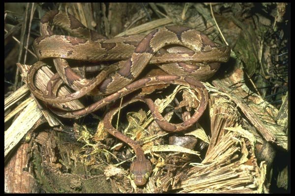 087028 Brown Vine Snake A4 Photo Print