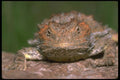 087030 Mountain Short Horned Lizard A4 Photo Print