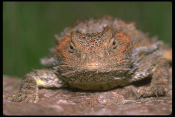 087030 Mountain Short Horned Lizard A4 Photo Print