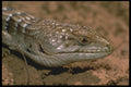 087031 Southern Alligator Lizard A4 Photo Print
