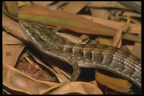 087032 Southern Alligator Lizard A4 Photo Print