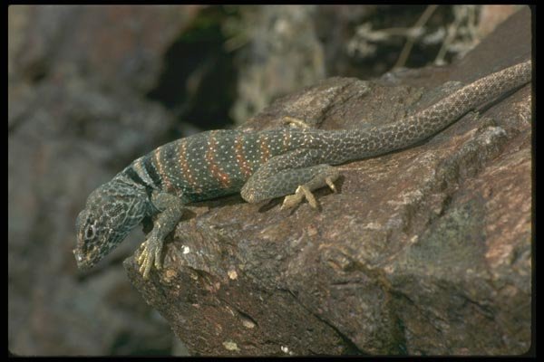 087033 Collared Lizard A4 Photo Print