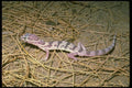 087034 Banded Gecko A4 Photo Print
