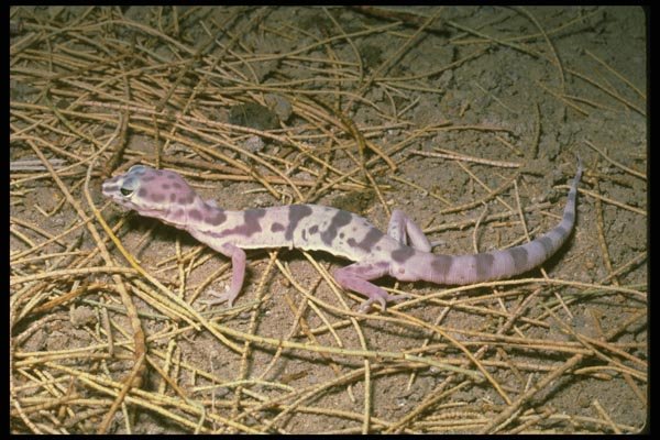 087034 Banded Gecko A4 Photo Print