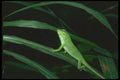 087035 Anolis A4 Photo Print