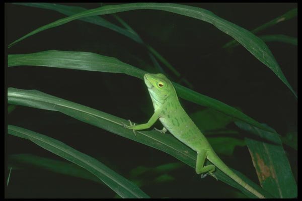 087035 Anolis A4 Photo Print