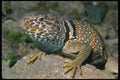087036 Collared Lizard A4 Photo Print
