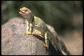 087037 Collared Lizard A4 Photo Print