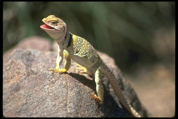 087037 Collared Lizard A4 Photo Print
