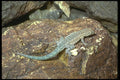 087038 Side Blotched Lizard A4 Photo Print