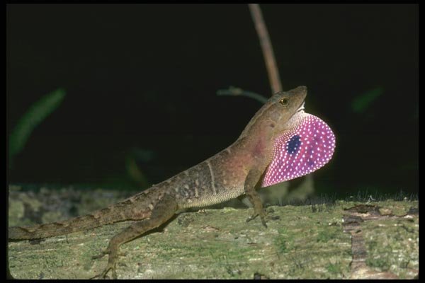 087039 Anole A4 Photo Print