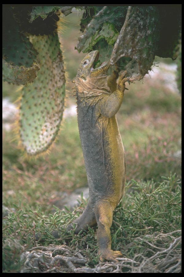 087040 Land Iguana A4 Photo Print