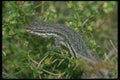087041 Long Tailed Bush Lizard A4 Photo Print