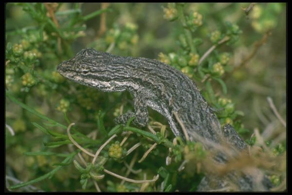 087041 Long Tailed Bush Lizard A4 Photo Print
