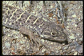 087042 Leopard Lizard A4 Photo Print