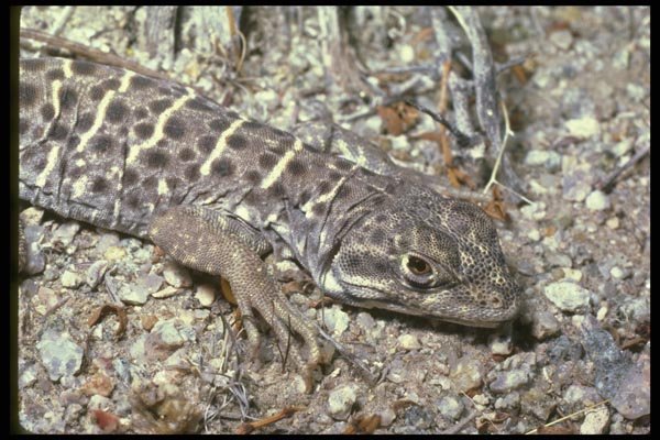 087042 Leopard Lizard A4 Photo Print