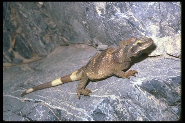 087043 Chuckwalla A4 Photo Print