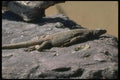 087044 Arizona Chuckwalla A4 Photo Print